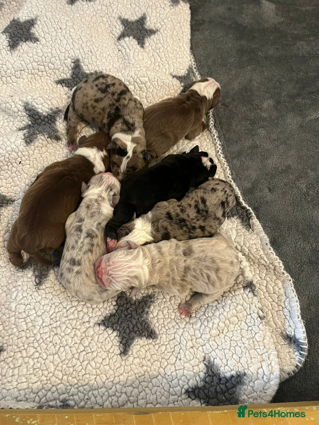 Olde English Bulldogge dogs for stud: BLUE MERLE OEB FOR STUD  in Leeds - Advert 14
