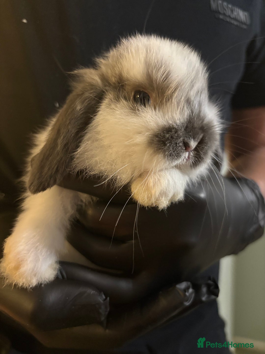 Mini Lop rabbits for sale: 🐰 Adorable full breed Lop Bunnies - Advert 6