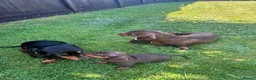 Miniature Dachshund dogs for sale: Miniature dachshunds in Wells - Advert 17
