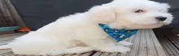 Maltese dogs for sale: 🌟KC Registered Maltese Puppy One Boy available - Advert 10