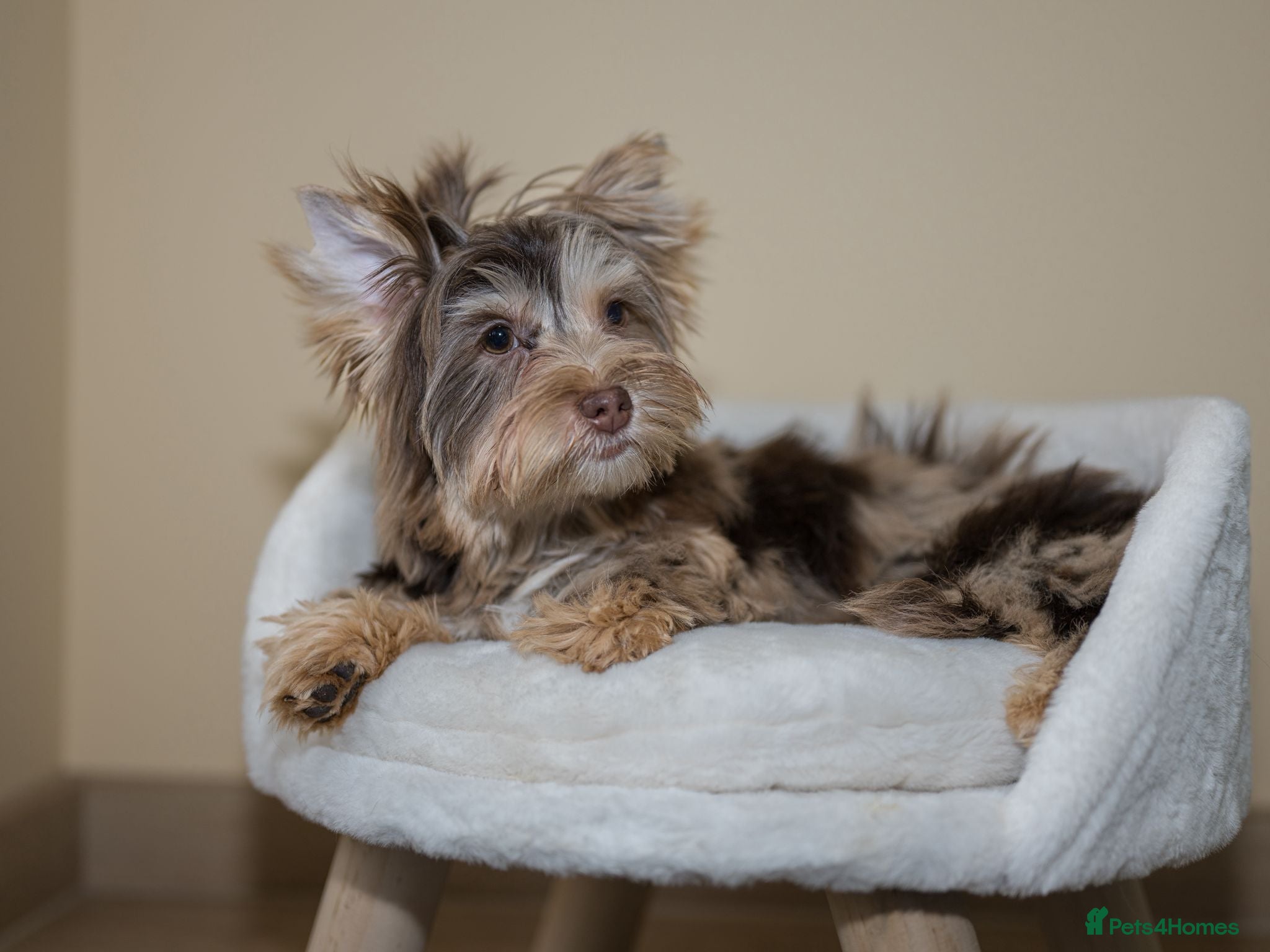 Yorkshire Terrier dogs Yorkshire Terrier – Merle / Chocolate puppies**    - Advert 4