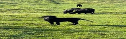 Flat coated Retriever dogs for sale: Fabulous litter of flatcoated retriever puppies - Advert 3