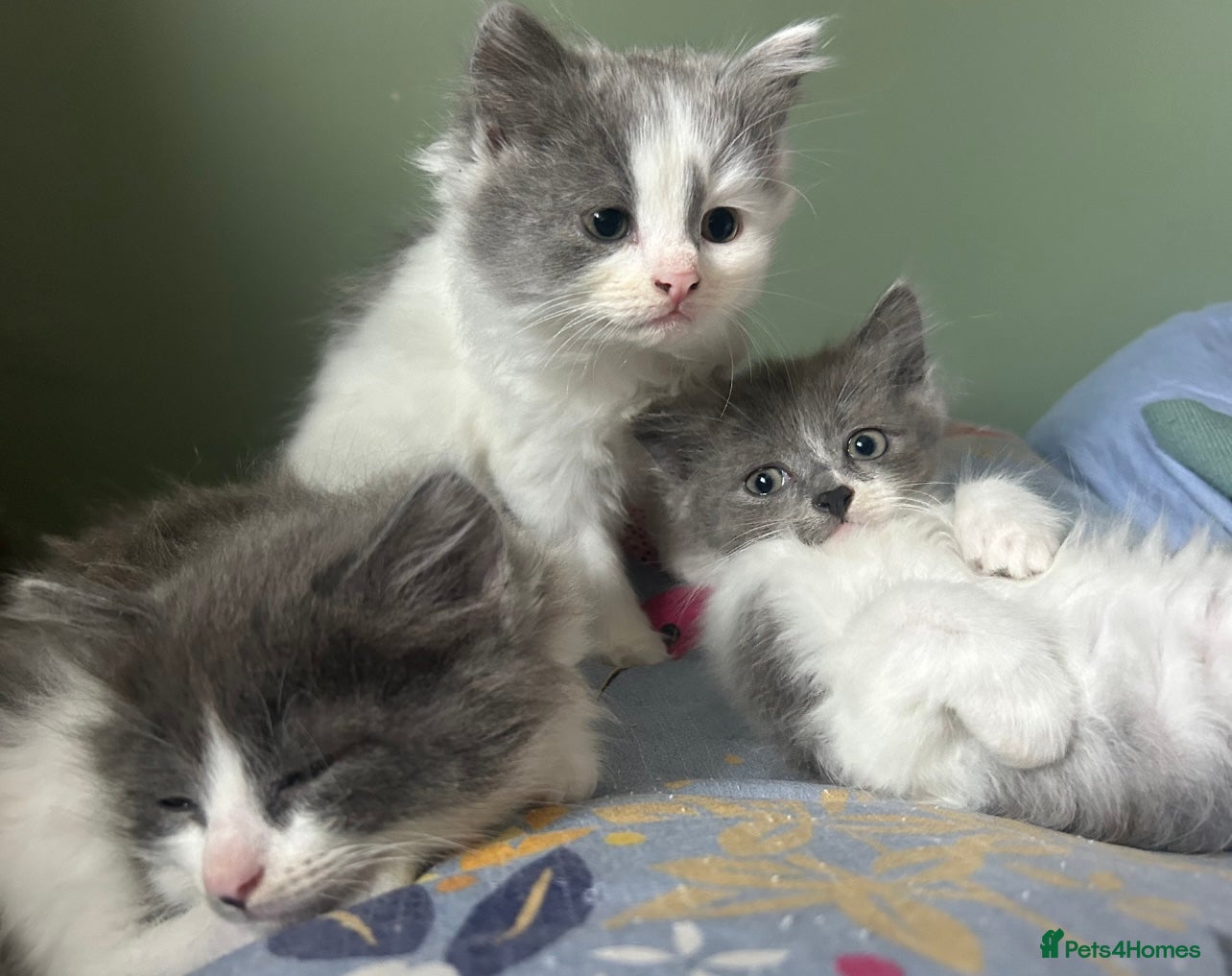 Siberian cats Blue/cream Silver Tortie Siberian Kitten - Advert 2