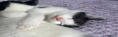 Mixed Breed Kitten 4