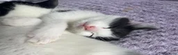 Mixed Breed cats for sale: Beautiful kitten ready for a new home - Advert 6