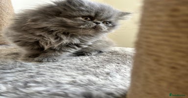Persian cats - Advert 15