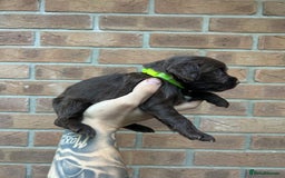Cocker Spaniel dogs for sale: KC REGISTERED COCKER SPANIELS - Image 17