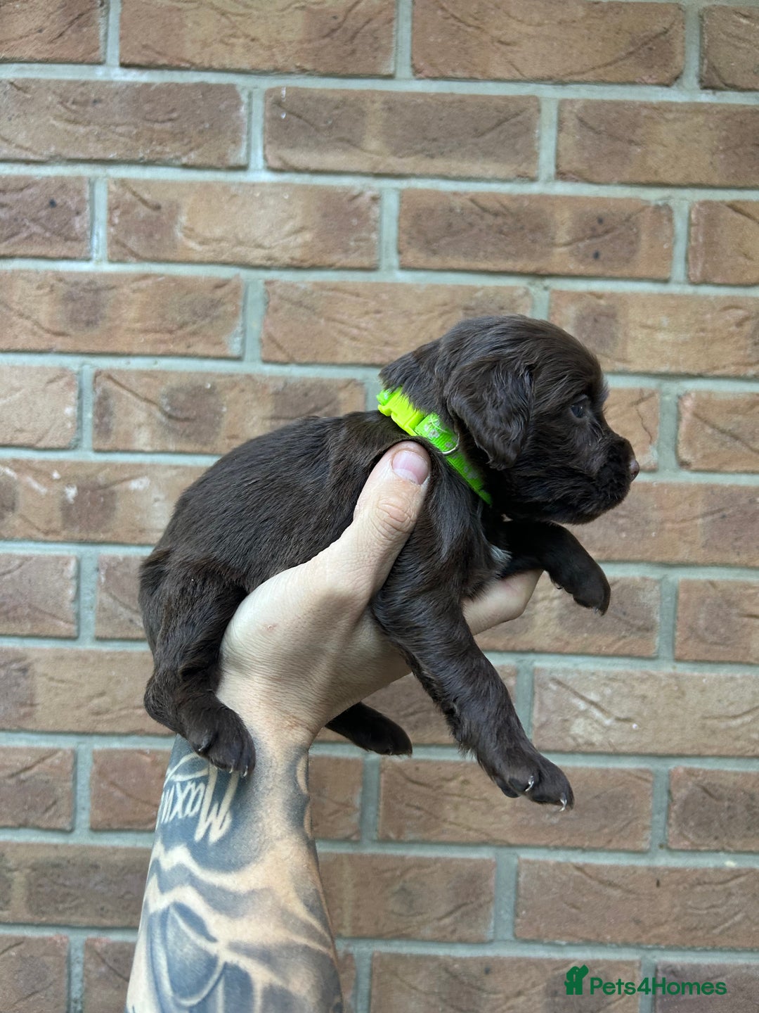 Cocker Spaniel dogs for sale: KC REGISTERED COCKER SPANIELS - Image 17