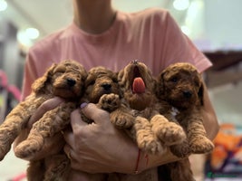 Cockapoo dogs - Advert 2