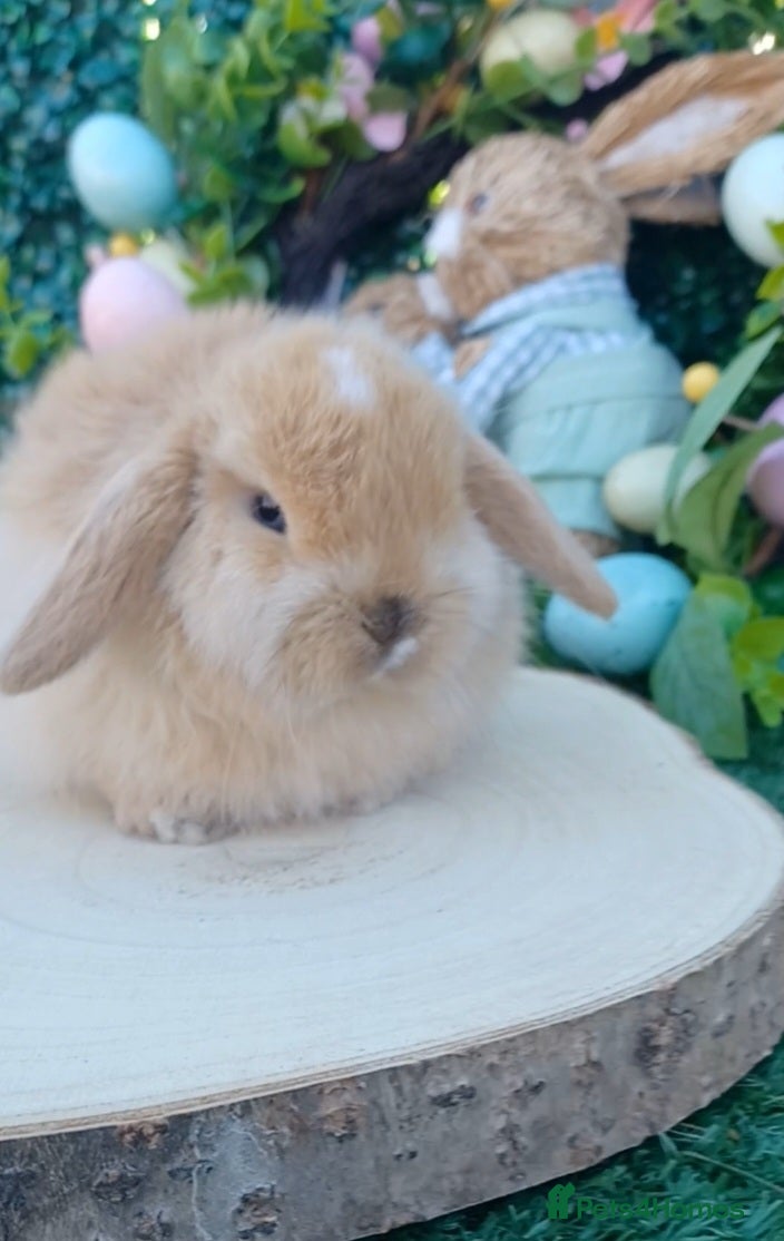 Mini Lop rabbits Beautiful Mini Lop Babies Ready 14th Apr  - Advert 22