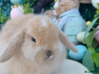 Mini Lop rabbits Beautiful Mini Lop Babies Ready 14th Apr - Advert 22