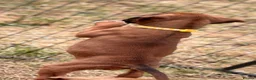 Boxer dogs for sale: Beautiful RED - with BLACK MASK-long tail  - Advert 7
