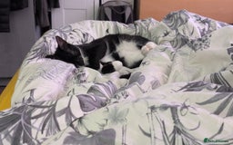 Mixed Breed cats for sale: 9 month old male kitten - Advert 3