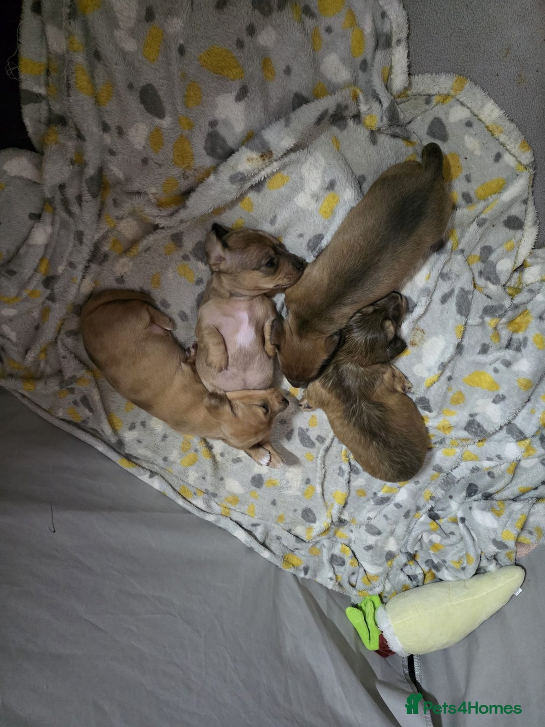 Miniature Dachshund dogs for sale: Four beautiful miniature dachshund  - Advert 3