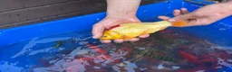 Koi Carp fish for sale: Pond closure  in West Bromwich - Advert 29