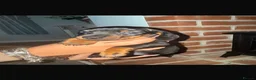 Miniature Dachshund dogs for sale: Miniature dachshund puppies  - Advert 5