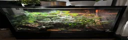 Anole reptiles for sale: 3x Green anoles for sale (1x m, 2x f) in Leighton Buzzard - Advert 4