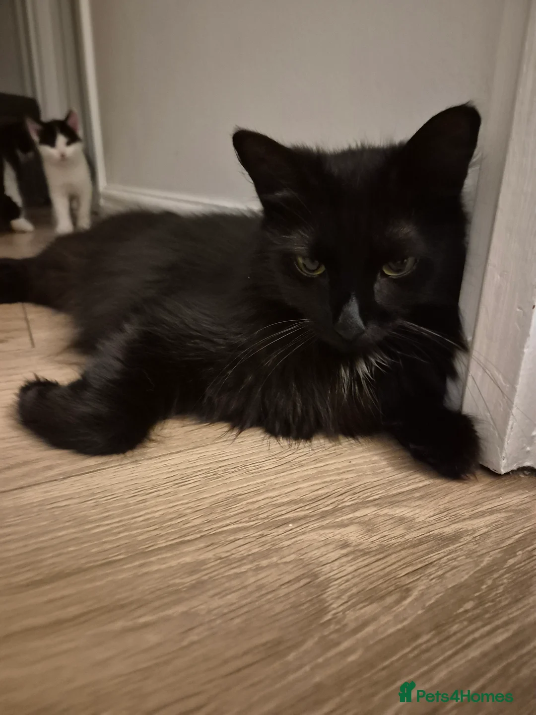 Mixed Breed cats for sale: Unique Smart Kittens for Loving Homes  in Kilwinning - Advert 1
