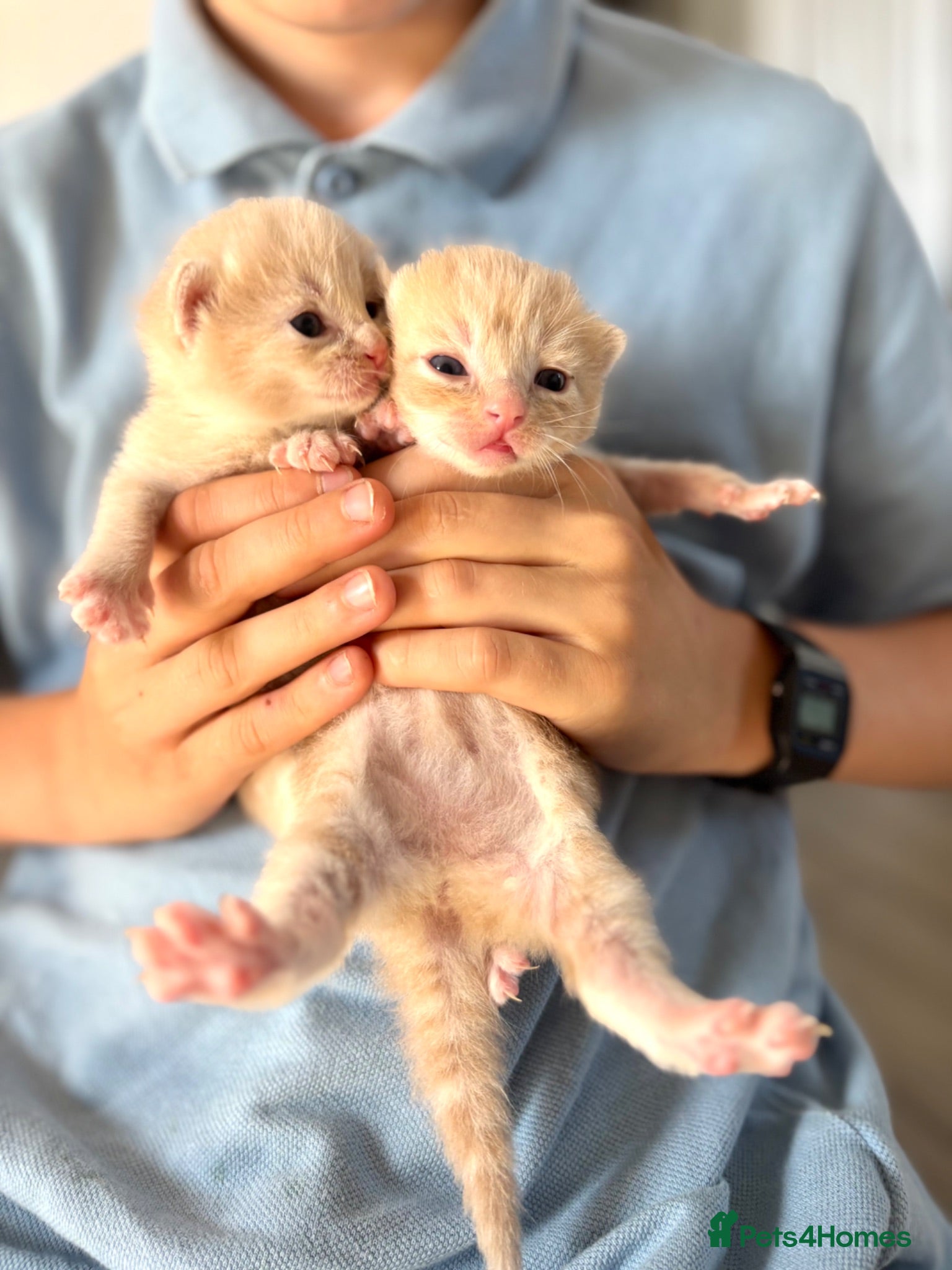 Siberian cats Beautiful Siberian Kittens-5 Boys-Hypoallergenic - Advert 4