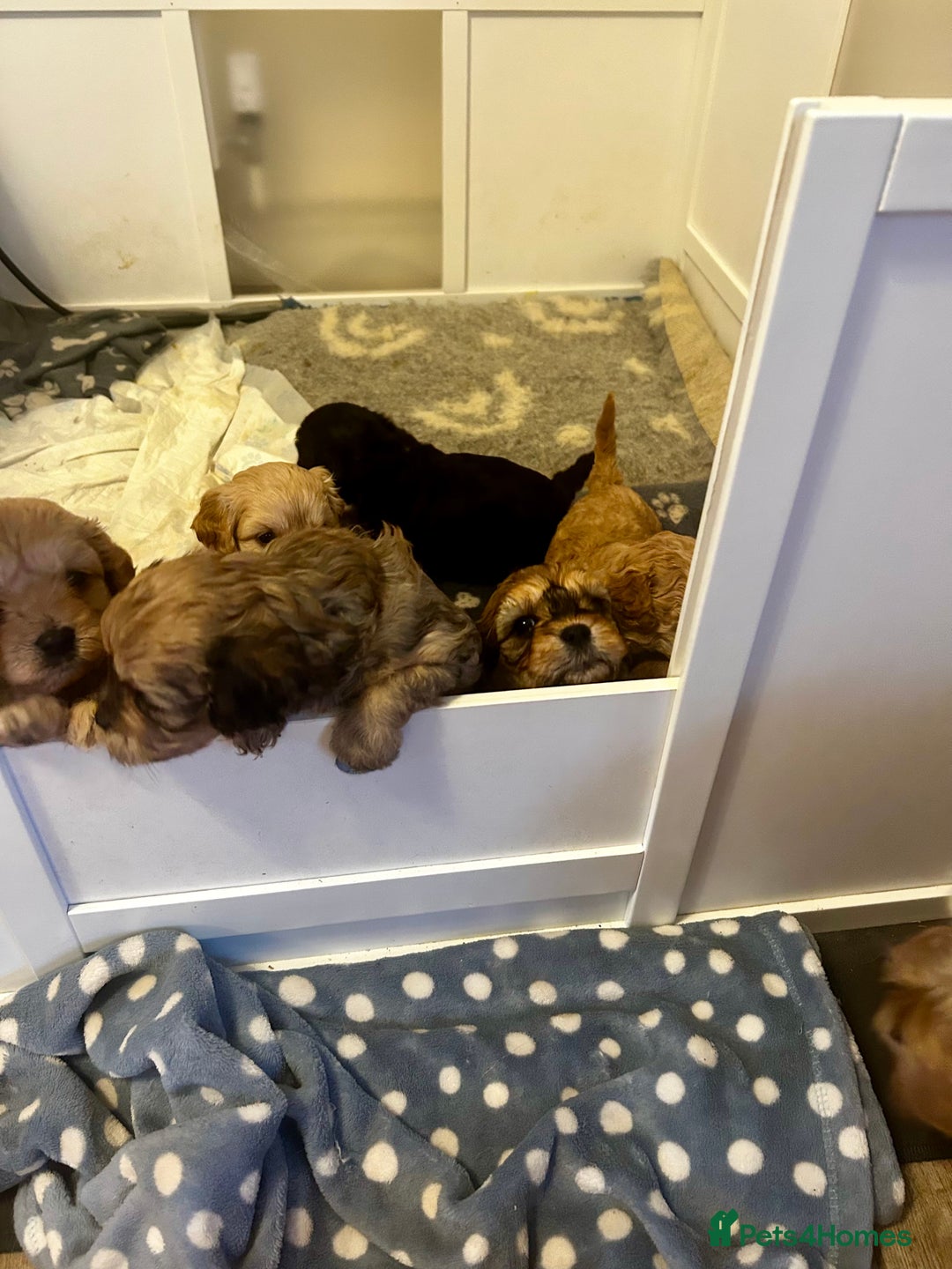 Cavapoochon dogs for sale: Cavapoochons 5 girls 2 boys - Advert 16