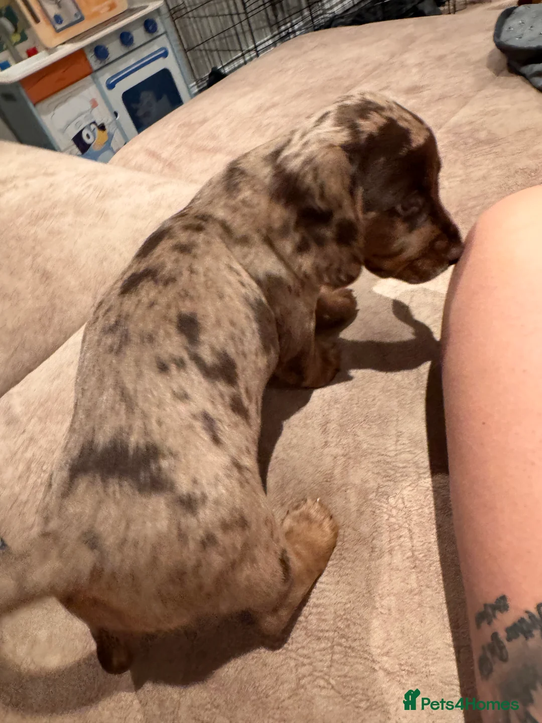 Cocker Spaniel dogs for sale: Four gorgeous playful cocker spaniels  - Advert 8