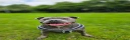 Staffordshire Bull Terrier dogs for sale: Hugo Staffordshire bull terrier  in Stoke-on-Trent - Advert 3