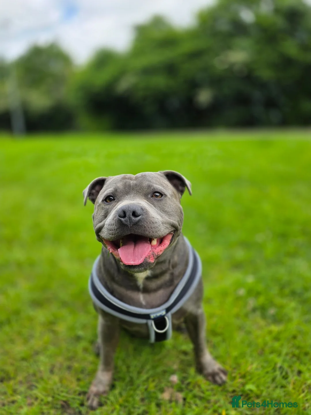 Staffordshire Bull Terrier dogs for sale: Hugo Staffordshire bull terrier  in Stoke-on-Trent - Advert 3