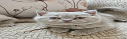 Scottish Fold cats for sale: Stunning Lilac Scottish Fold × BSH Kittens - Advert 24