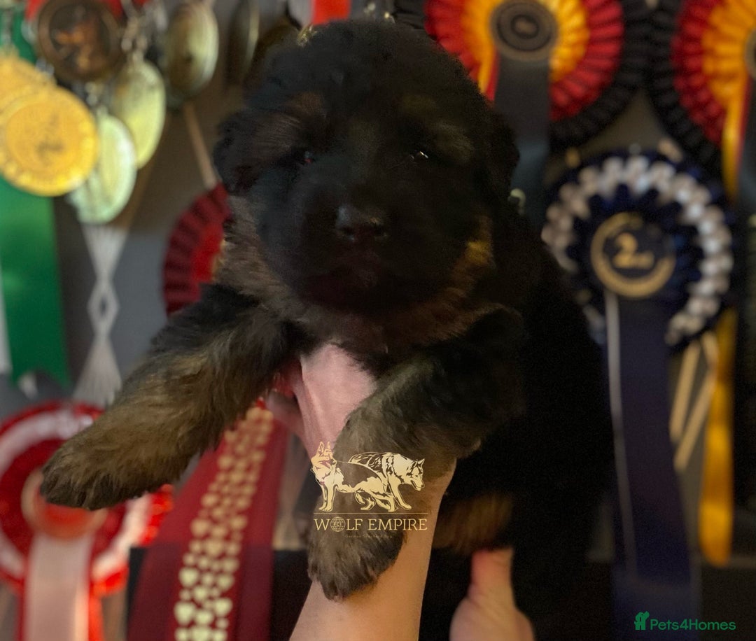 German Shepherd dogs for sale: ⭐️BEAUTIFUL GSD PUPPIES⭐️ - Advert 5