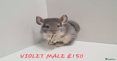 Chinchilla rodents - Advert 5