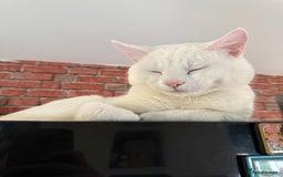 American Shorthair cats for sale: Beautiful 1-Year-Old Full White Male Cat  - Image 2