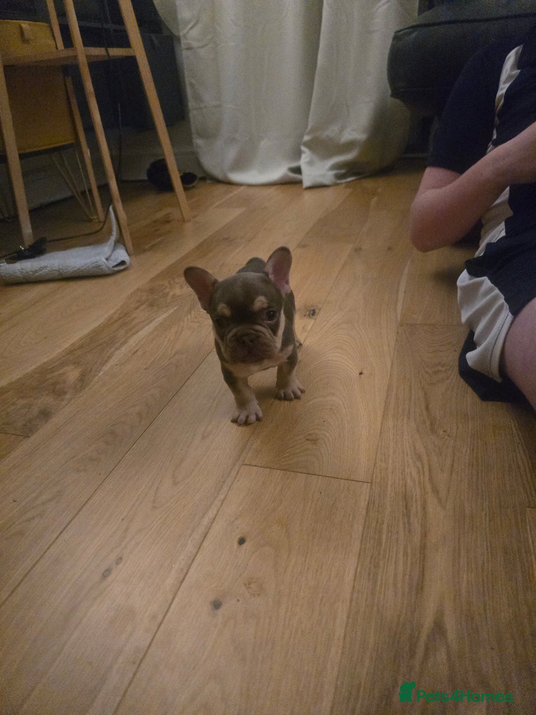 French Bulldog dogs for sale: 2 beautiful French bulldogs for sale - Advert 8