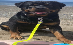 Rottweiler dogs for sale: Beautiful litter of 6 boys - Image 14