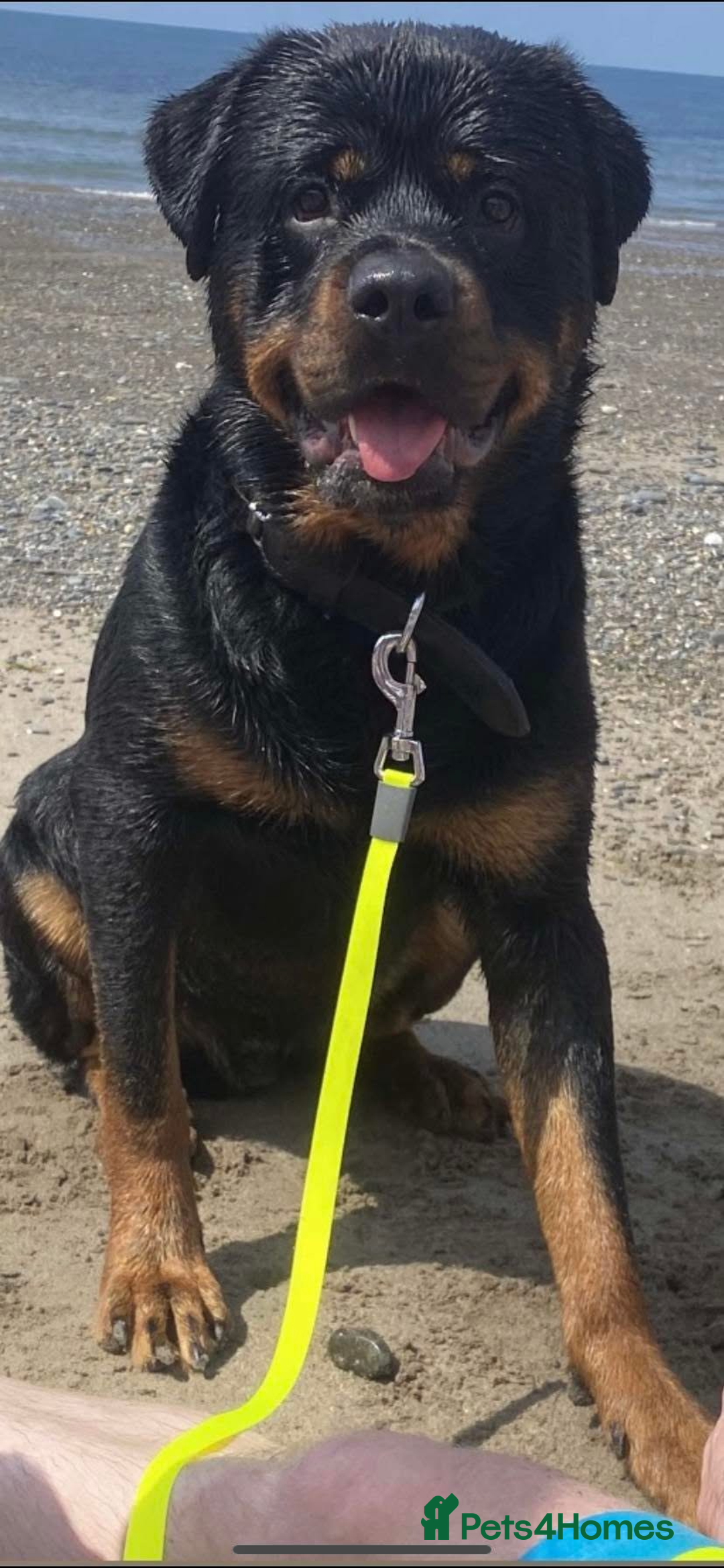Rottweiler dogs for sale: Beautiful litter of 6 boys - Image 14
