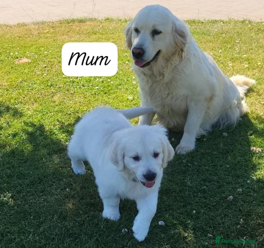 Golden Retriever dogs for sale: Fully health tested golden retriever puppies - Advert 4