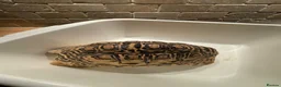 Tortoise reptiles for sale: Tortoise in Macclesfield - Advert 2