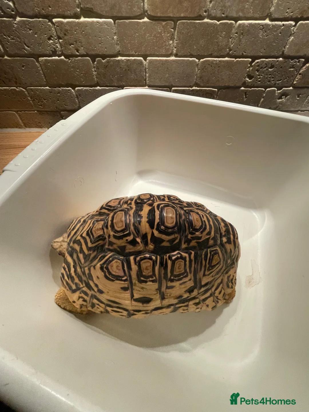 Tortoise reptiles for sale: Tortoise in Macclesfield - Advert 2