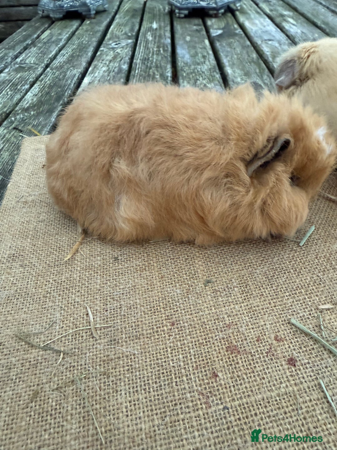 Guinea Pig rodents for sale: Pure bred California & Swiss guineapigs  - Advert 2