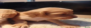 Cocker Spaniel 3