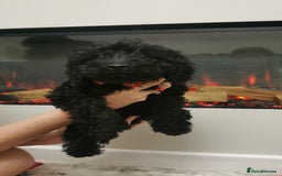 Cockapoo dogs for sale: Two cockapoo puppies ready for adventures now!  - Image 11