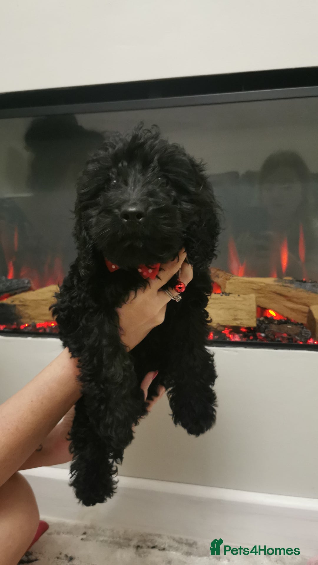 Cockapoo dogs for sale: Two cockapoo puppies ready for adventures now!  - Image 11
