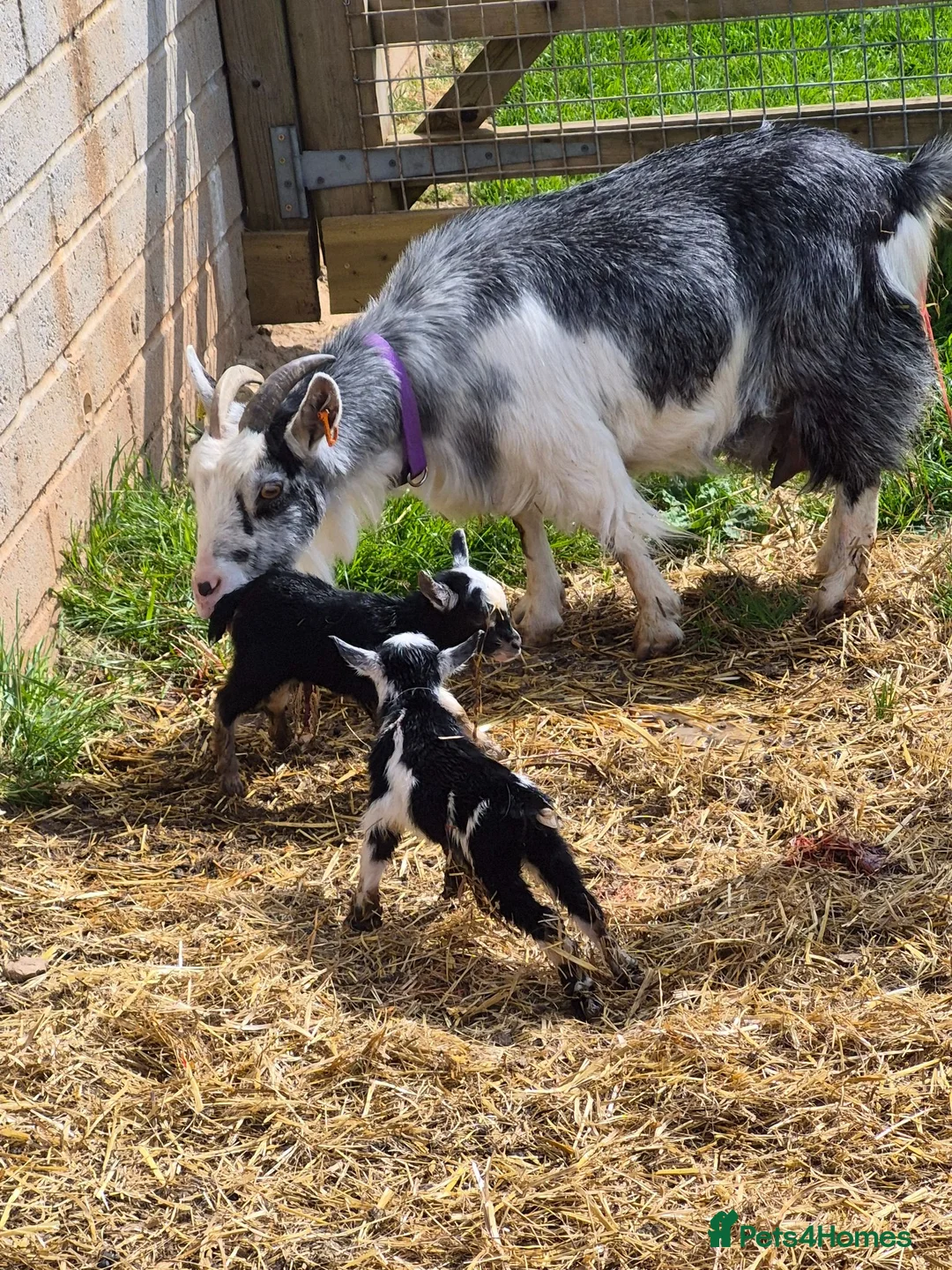 Goats livestock for sale: YOGA pygmy goats DISBUDDED, BOTTLE FED - Advert 7