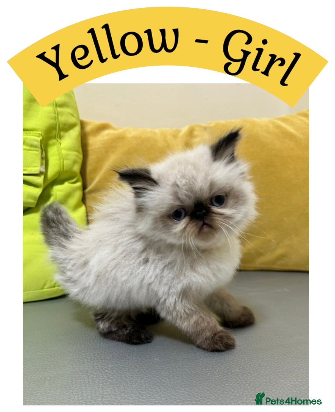 Himalayan cats for sale: Himalayan Persian Kittens  - Image 7