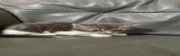 Mixed Breed cats for sale: Kute kitten in Manchester - Advert 8