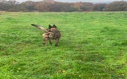 Belgian Shepherd Dog dogs for sale: Belgium Shepard girl needs new home - Image 13