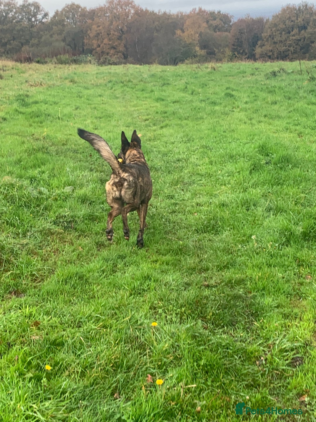 Belgian Shepherd Dog dogs for sale: Belgium Shepard girl needs new home - Image 13