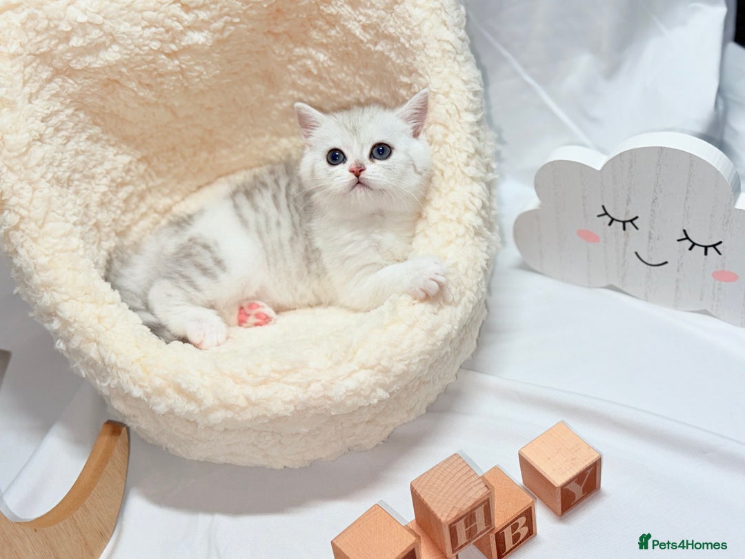 British Shorthair cats for sale: TICA REGISTERED CHAMPION LINES HUGE KITTEN 4 SALE! - Image 4