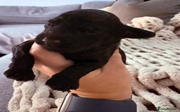 Sproodle dogs for sale: F2 Sproodle Puppies - Image 7