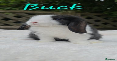 Mini Lop rabbits - Advert 9