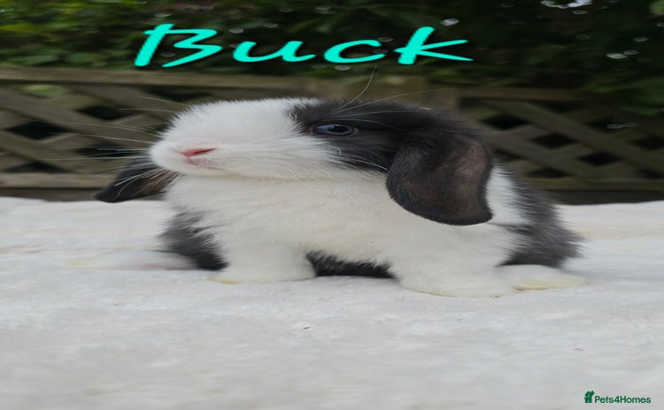 Mini Lop rabbits - Advert 4